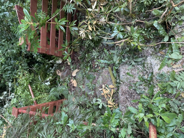 Tree Surgery