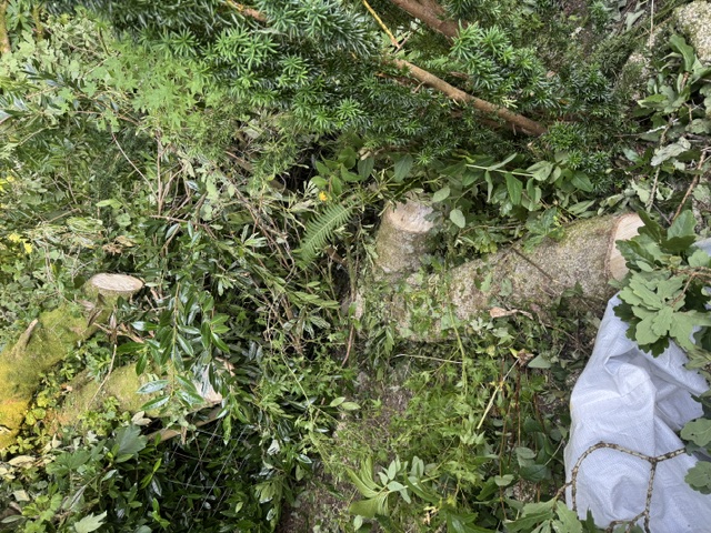 Tree Felling